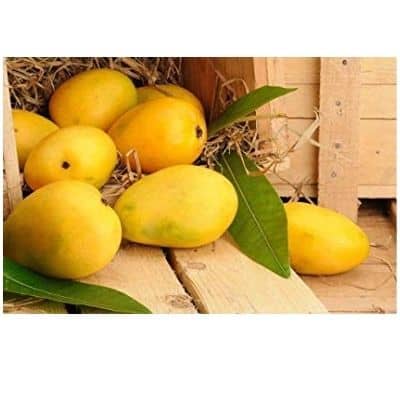 Buy Uttar Pradesh Chausa Mango in Hyderabad